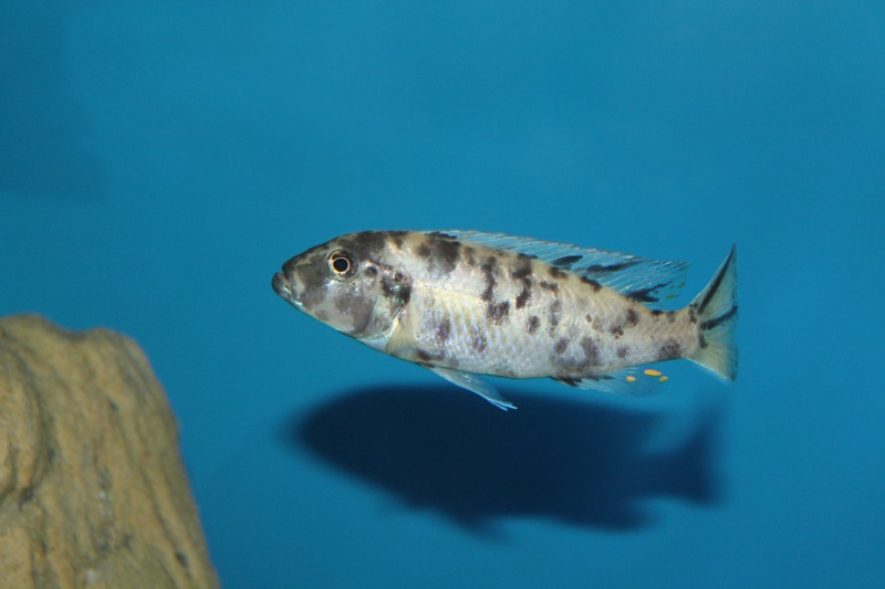 Genyochromis mento 'Lundo Island'